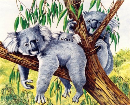 Коала Сказочная