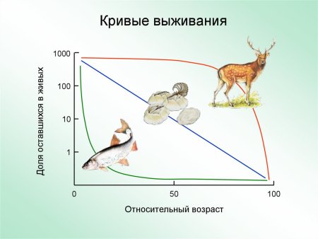 Кривая выживания популяции