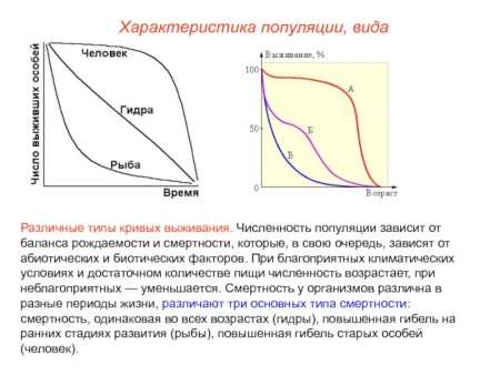 Типы Кривой выживания