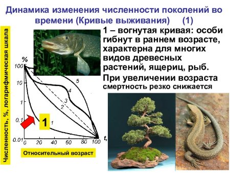Выпуклая кривая выживания характерна для