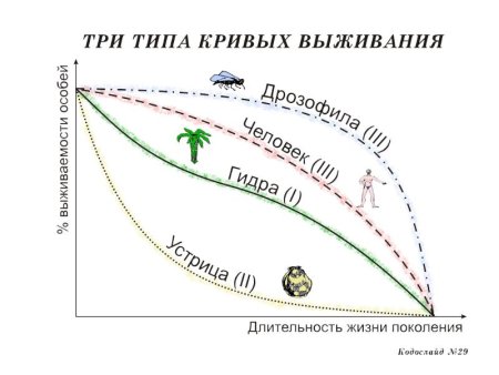Динамика популяций кривые выживания