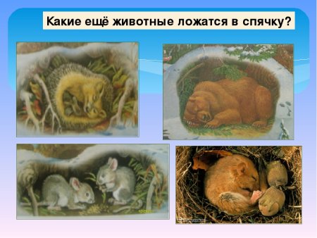 Животные в спячке зимой для детей