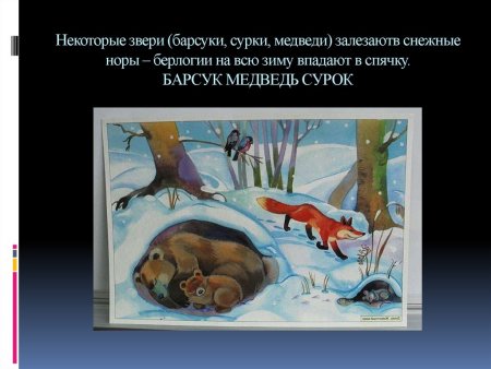 Барсук и медведь Сладков