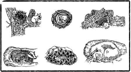 Жилища животных задания для дошкольников