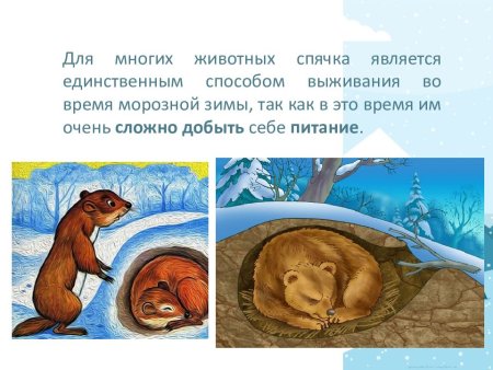 Животные в спячке