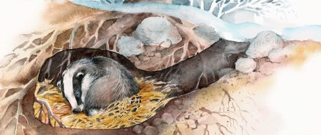 Барсук в зимней спячке