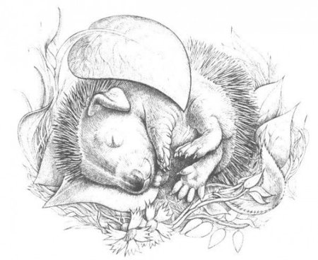 Ежик спит раскраска