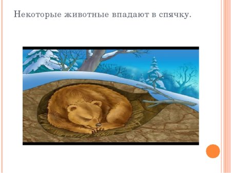 Некоторые животные впадают в спячку