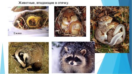 Животные впадающие в зимнюю спячку