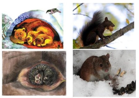 Животные готовятся к зиме