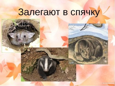 Животные в спячке
