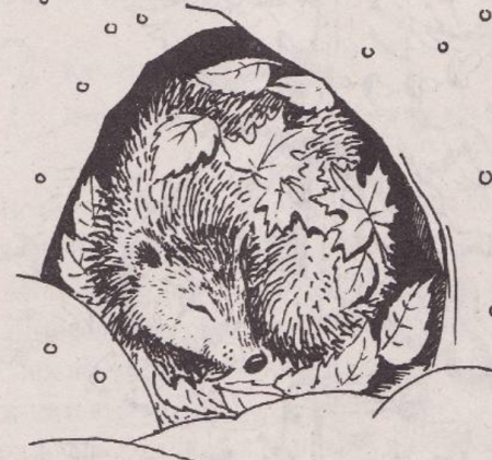 Ежик спит раскраска