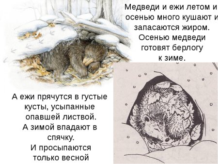 Еж в спячке