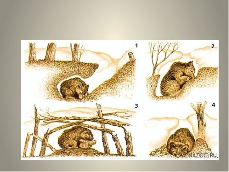 Медведь в спячке в берлоге