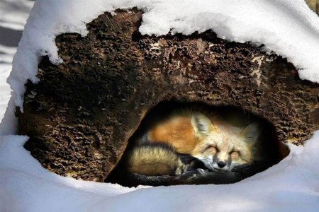 Спячка животных