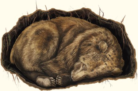 Медведь в спячке