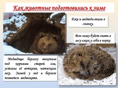 Ёж зимой впадает в спячку