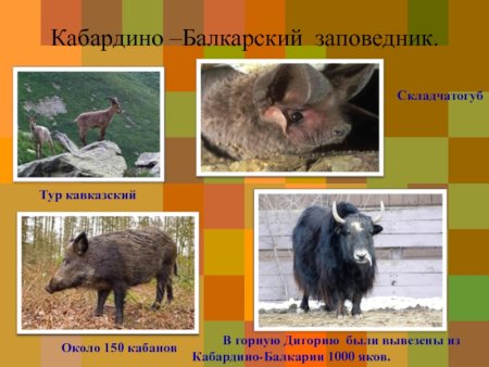 Красная книга КБР растения и животные