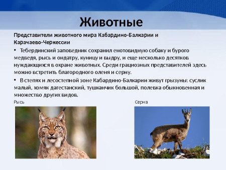 Животный мир Кабардино-Балкарской Республики