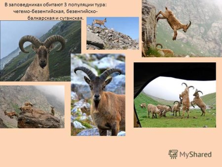 Растения и животные КБР занесенные в красную книгу