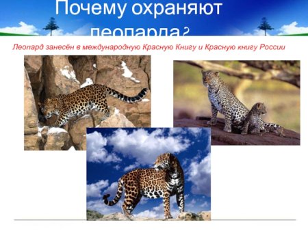 Животные КБР занесенные в красную