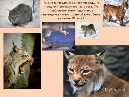 Красная книга КБР животные