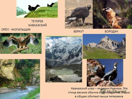 Тебердинский заповедник птицы обитающие
