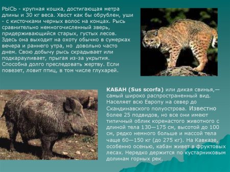 Красная книга Кабардино Балкарии