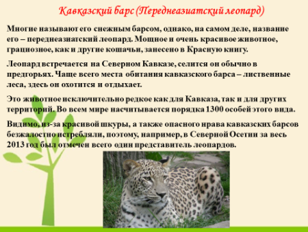 Нарисовать зубра из красной книги