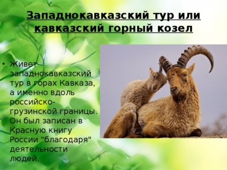 Животные и растения Кавказа занесенные в красную книгу