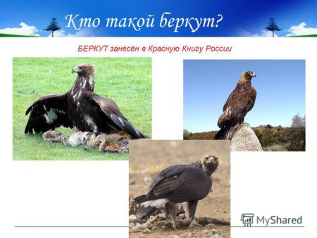 Рысь занесена в красную книгу
