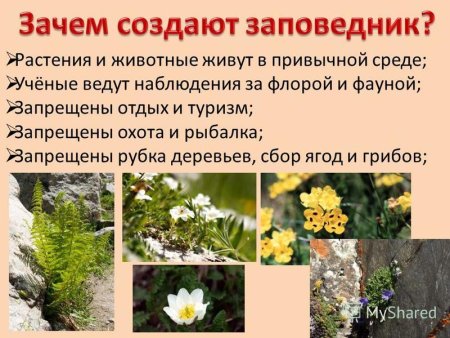 Растения КБР занесенные в красную