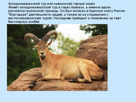 Животные Кавказа занесенные в красную книгу