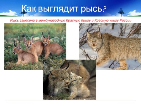 Животных из красной книги Кавказа