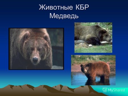 Животные Краснодарского края презентация