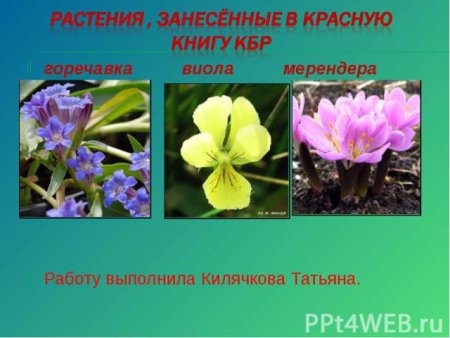 Бизон раскраска для детей