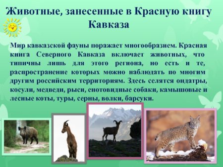 Красная книга рисунок