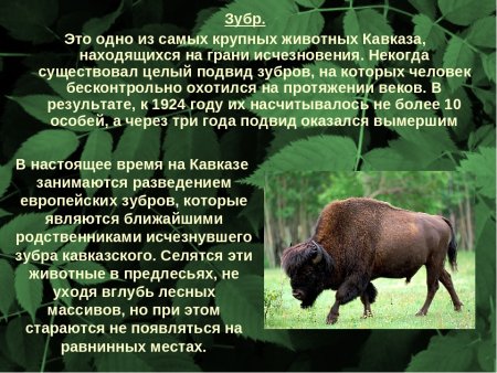 Красная книга России животные и растения