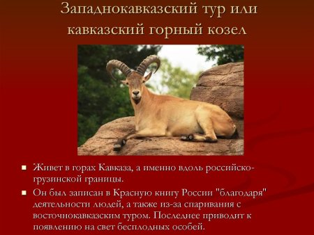 Рисунки из животных