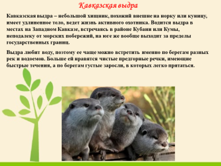 Животные красной книги рисунки