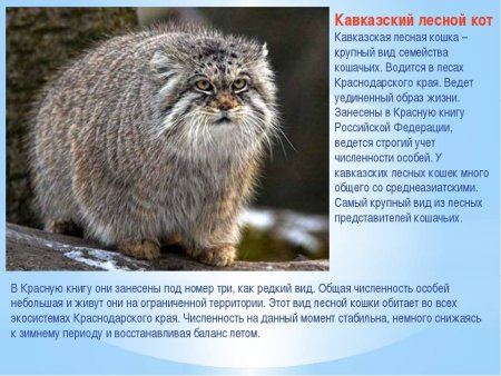 Красная книга Карачаево-Черкесской Республики