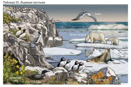 Экосистема арктических пустынь