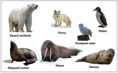 Арктические пустыни животные названия