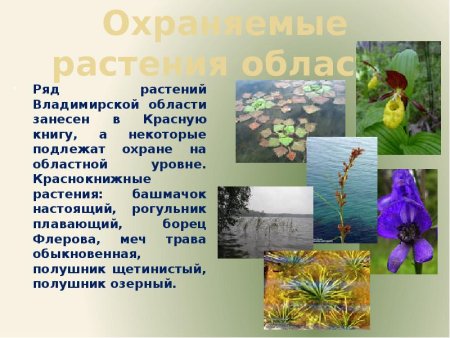 Растительный мир Владимирской области