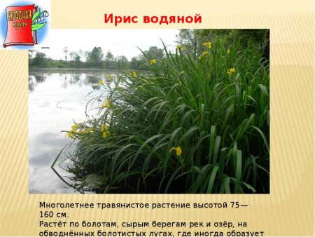 Звери Владимирской области занесенные в красную книгу