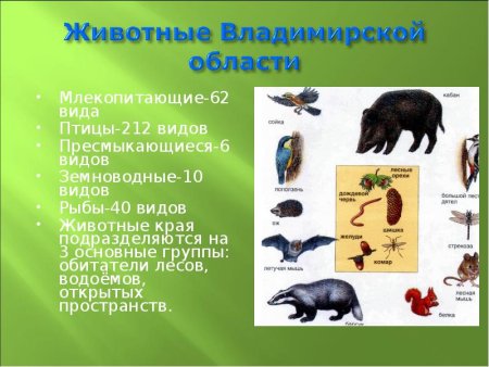 Растения Владимирской области занесенные в красную книгу