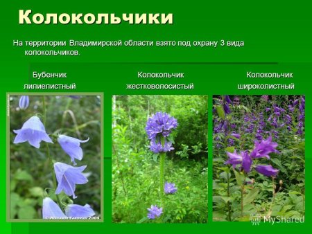 Животные которые занесены в красную книгу Владимирской области