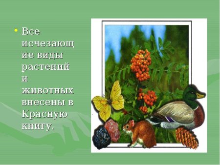 Охраняемые животные Владимирской области