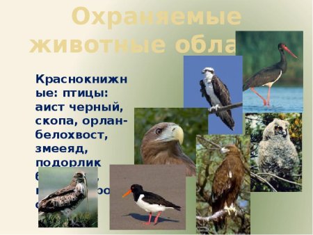 Красная книга Владимирской области растения башмачок настоящий