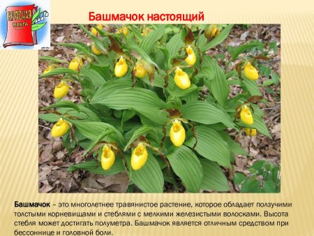 Растения Владимирской области занесенные в красную книгу